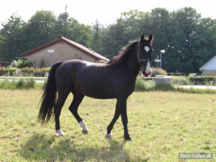 Anden særlig race Baloo R.i.P stjerne - baloo på marken,, den dejlige hest,, som tror han er en hingst her på billedet... billede 5