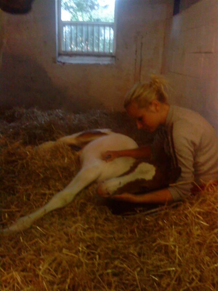 Pinto Amira De'Evolet <3 "Baby" †  - Musen og baby putter :´) billede 16