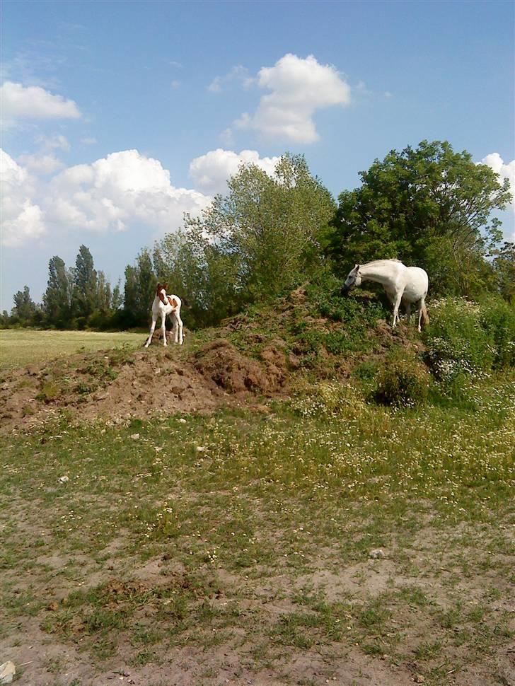 Pinto Amira De'Evolet <3 "Baby" †  - Mine små bjerg geder :D <3 billede 17