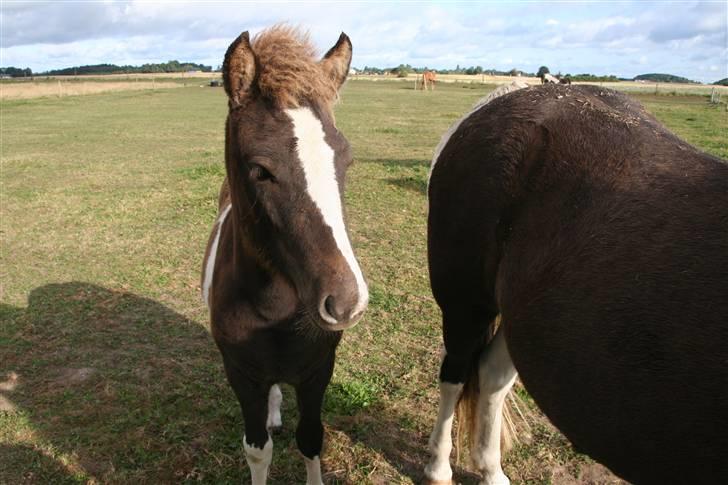 Islænder Duna Fra Ørnholm billede 12