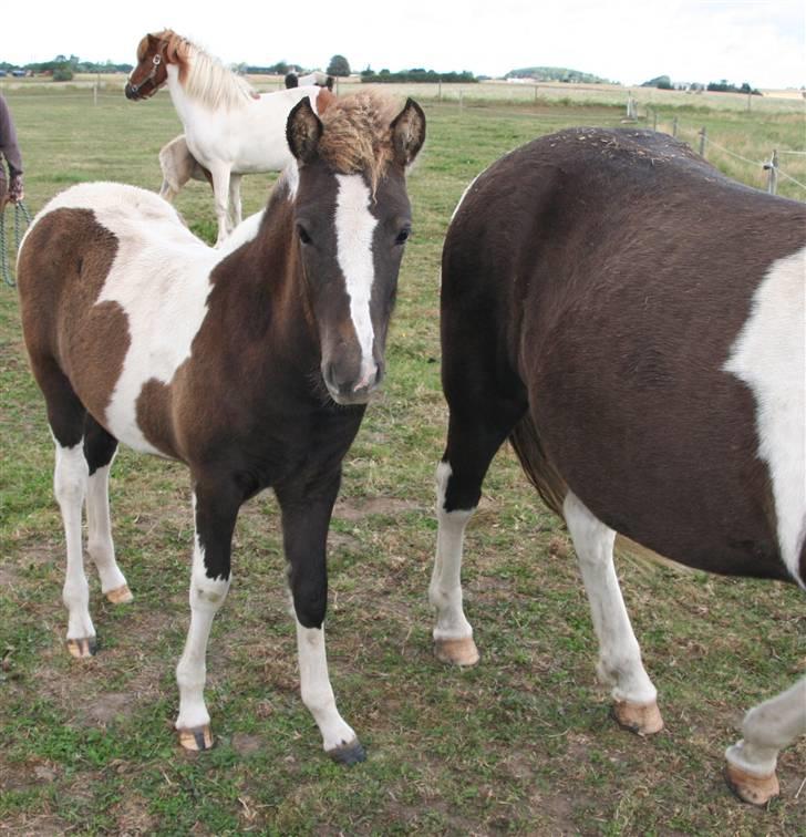 Islænder Duna Fra Ørnholm billede 13