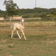 Palomino Bryggergårdens Burberry