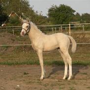 Palomino Bryggergårdens Burberry