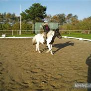 Anden særlig race Pepsi min skat 