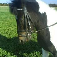 Anden særlig race Pepsi min skat 