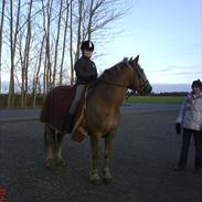 Haflinger Wonder Van de Beekpieper 