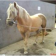 Haflinger Wonder Van de Beekpieper