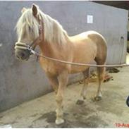 Haflinger Wonder Van de Beekpieper 