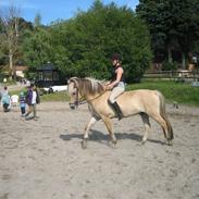 Fjordhest {den bedste} Oscar 
