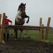 Anden særlig race Freja.