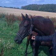 Traver Fan of rush (Freja)