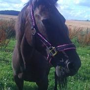 Traver Fan of rush (Freja)