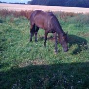 Traver Fan of rush (Freja)