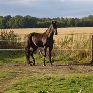 Traver Fan of rush (Freja)