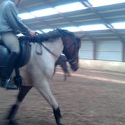 Anden særlig race Freja.