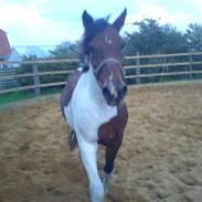 Anden særlig race Freja.