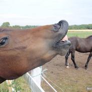 Anden særlig race Odin [bumlefyr] :*