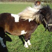 Shetlænder Bandit