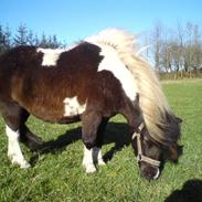 Shetlænder Bandit