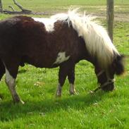 Shetlænder Bandit