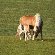 Haflinger Sally II