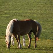 Haflinger Sally II