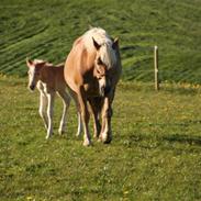 Haflinger Sally II