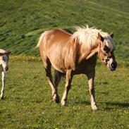 Haflinger Sally II