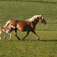 Haflinger Sally II