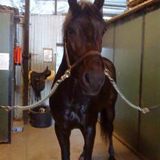 Dansk Varmblod Q-Four