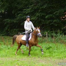 Welsh Pony (sec B) | Amigo Bluebell
