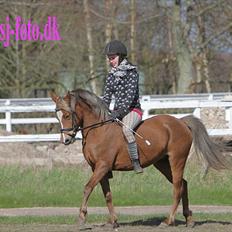 Welsh Pony (sec B) | Amigo Bluebell