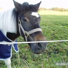 Anden særlig race Pepsi min skat 