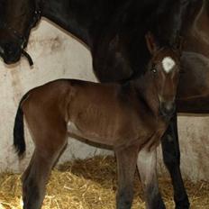 Dansk Varmblod F.H. Sanremo