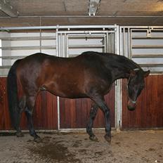 Dansk Varmblod Lawados Engel