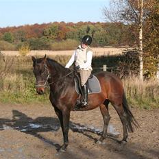 Dansk Varmblod Lawados Engel