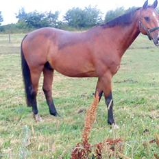 Dansk Varmblod santiago<3[solgt]