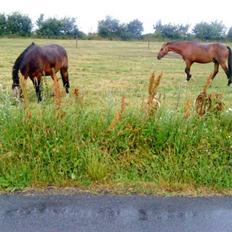 Dansk Varmblod santiago<3[solgt]