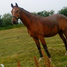 Dansk Varmblod santiago<3[solgt]