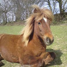 Islænder Yggdrasil fraS. Bóthildur