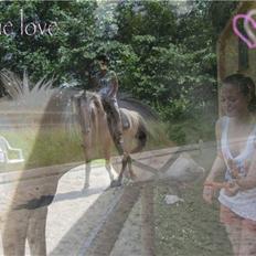 Fjordhest {den bedste} Oscar 