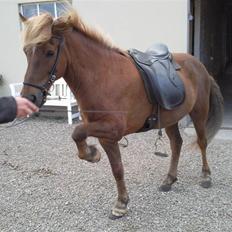 Islænder Yggdrasil fraS. Bóthildur