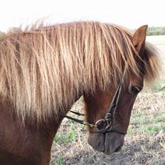 Islænder Yggdrasil fraS. Bóthildur
