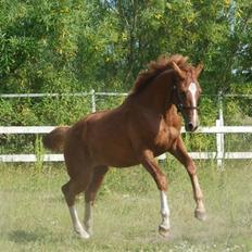 Dansk Varmblod Løths Quando