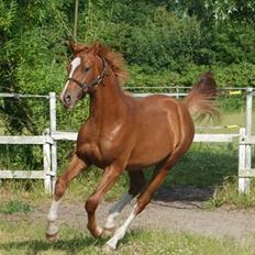 Dansk Varmblod Løths Quando