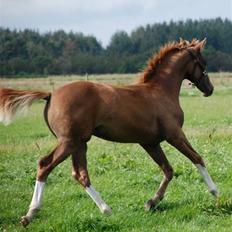Dansk Varmblod Løths Quando