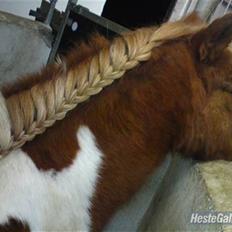 Anden særlig race *PlayBoy Solgt:'(