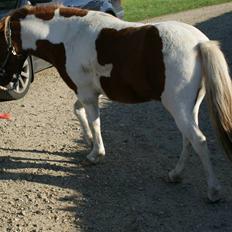 Anden særlig race *PlayBoy Solgt:'(