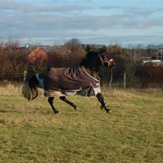 Anden særlig race Yasya - gamle part.