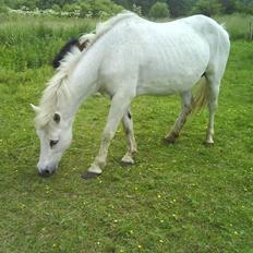 Welsh Mountain (sec A) Trunte (Solgt)